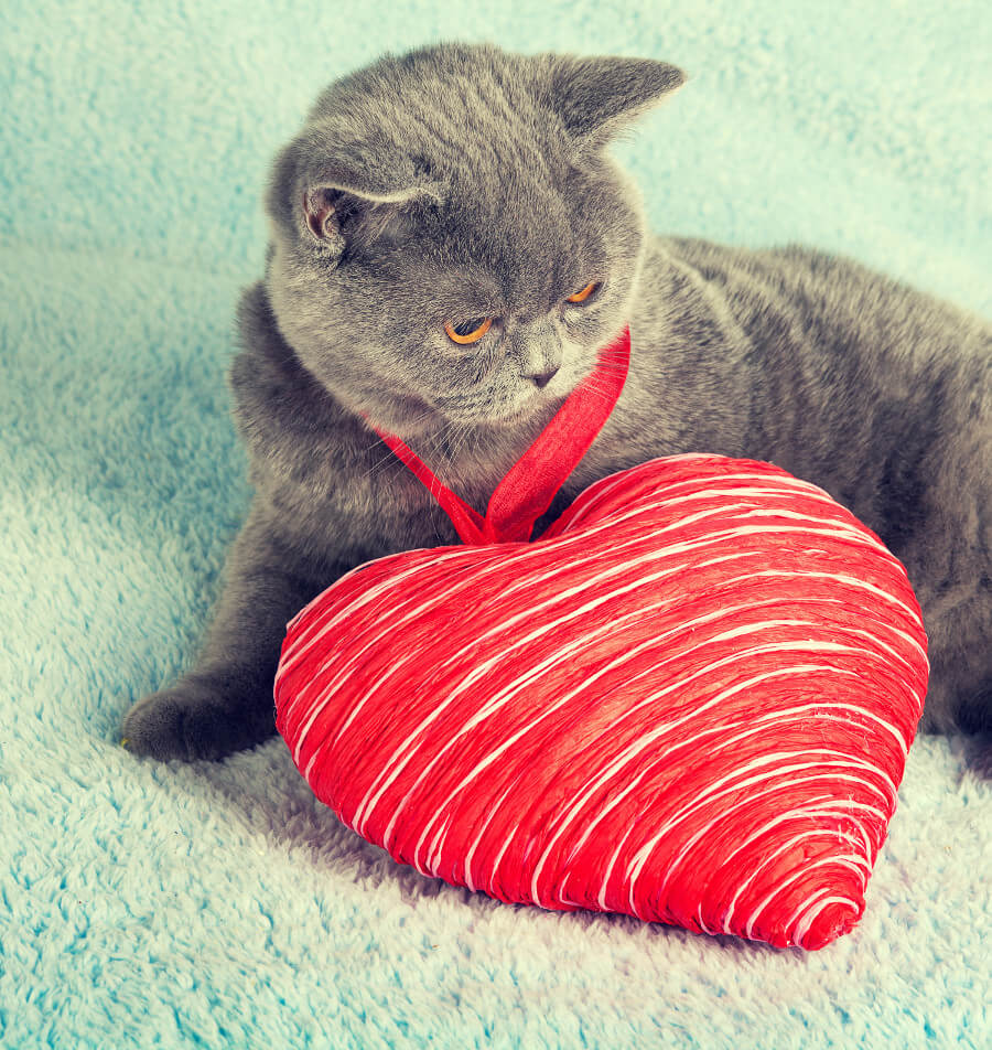 cat with a big heart